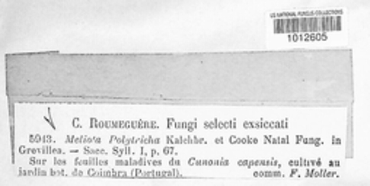 Meliola polytricha image
